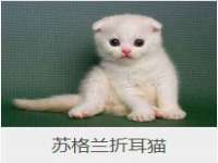 上海典恩灼网络科技有限公司