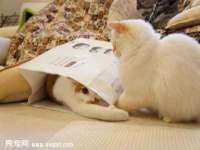 上海典恩灼网络科技有限公司